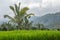 Palms and ricefield on Bali island.