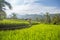 Palms and ricefield on Bali island.