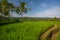 Palms and ricefield on Bali island.