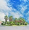 Palms in a roundabout under a cloudy sky