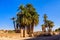 Palms on ruins of the ancient Karnak temple. Luxor, Egypt