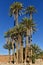 Palms in Sahara desert Morocco