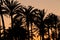 Palms silhouette at sunset. Golden hour