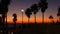 Palms silhouette twilight sky. People walking. Oceanside pier, California USA. Tropical beach sunset