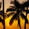 Palms silhouettes against the sunset sky