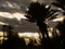 Palms silhouettes photography