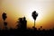 Palms, sunset in in Morocco, in the desert, in Africa