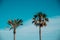 Palms tops against the backdrop of blue sky on Balearic Sea beach in Barcelona, Spain