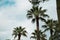 Palms tops against the backdrop of blue sky and clouds in Ciutadella Park in Barcelona, Spain