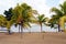 Palms tree in Caroni riverside, Venezuela, South America