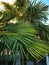 Palms trees leafs over a piece of wall and fence