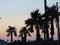 Palms trees and pink sky on the Texas coast at twilight