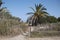 Palms trees in Playa en bossa