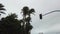 Palms trees swaying in wind. Row of green palm trees with an overcast sky on background.