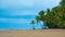 Palms on a tropical beach