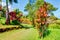 Palms in tropical garden . Garden Of Eden, Maui Hawaii