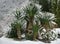 Palms under snow