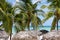 Palms on Varadero beach in Cuba near the ocean