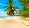 Palms and white sand in Anse Boudin