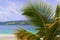 Palmtree branch and Caribbean beach, Dominican republic
