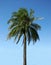 Palmtree on a clear day