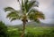 Palmtree at Hanalei valley lookout, taro fields and mountains, Kauai, Hawaii, USA