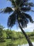 Palmtree and lake at Sri Nakhon Khuean Khan Park