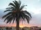 Palmtree and town houses in sunset