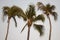 Palmtrees in the beach of acapulco