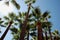 Palmtrees on the beach in Cannes