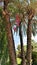 Palmtrees and blooming bougainvillea in Kemer city street, Antalya, Turkey