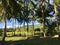 Palmtrees landscape in the morning