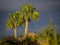 Palmtrees in Lanzarote