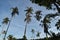 Palmtrees rising in the blue sky