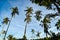 Palmtrees rising in the blue sky