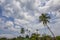 Palmtrees rising in the blue sky