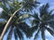 Palmtrees in Sri Lanka