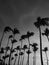 Palmtrees viewed from below in black and white