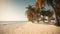 Palmy Trees Create a Magical Ambiance on a Sandy Beach
