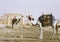 Palmyra desert ruins camels syria