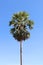 Palmyra palm with blue sky, Toddy palm, Sugar palm