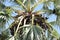 Palmyra palm with blue sky, Toddy palm, Sugar palm