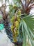 Palmyra Palm Borassus aethiopum