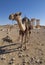 Palmyra Ruins and Camel
