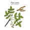Palo santo, or holy stick Bursera graveolens , wild tree of tropical forests, medicinal plant