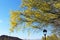 Palo Verde, beautiful state tree of Arizona