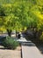 Palo Verde in Blossom, Phoenix, AZ