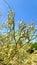 Palo Verde Tree Bean Drying on Branches Pods  Blue Skyscape  Nature Foliage Desert