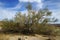 Palo Verde Tree in Joshua Tree National Park, California