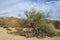 Palo Verde Tree in Joshua Tree National Park, California, USA